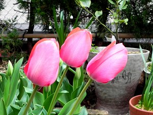 s-20200330 tulip.jpg